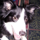 Dughall was adopted in April, 2006